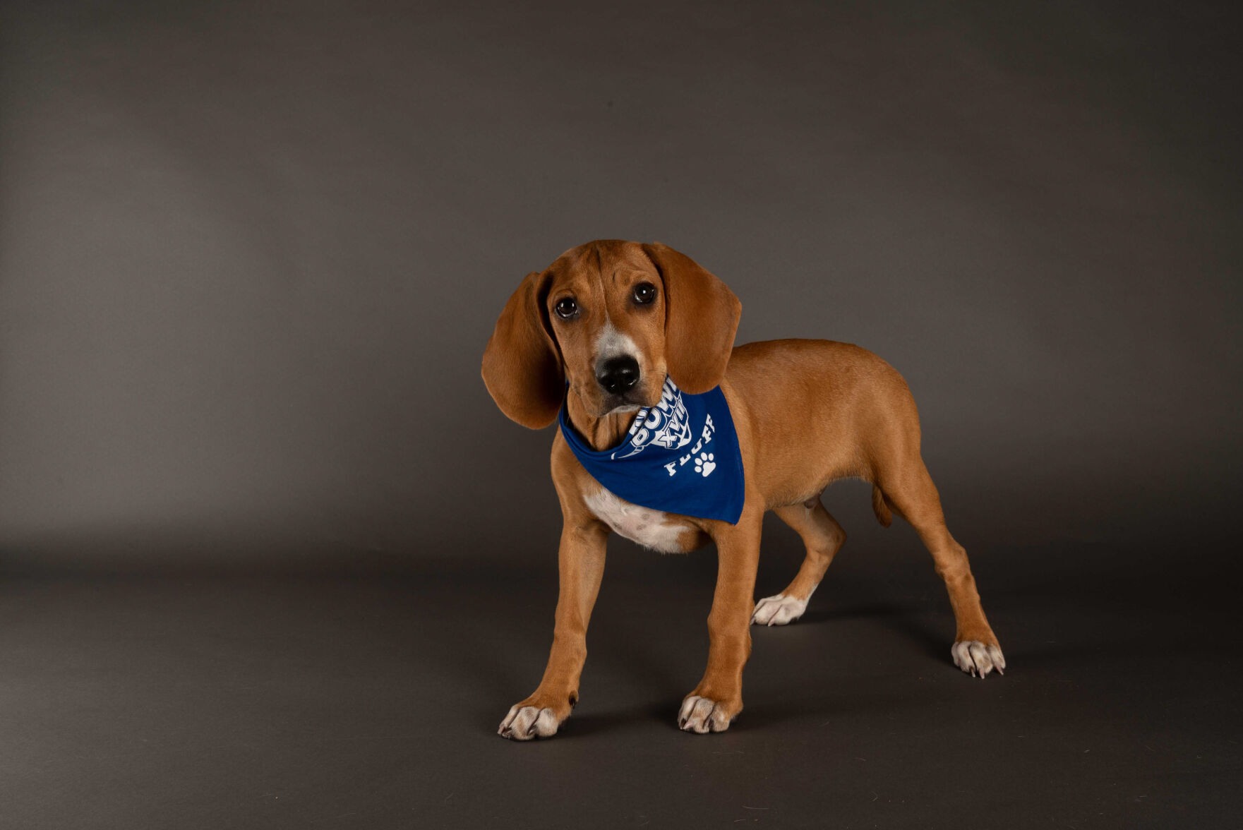 PUPPY BOWL XVII